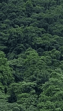 Forest experience preview